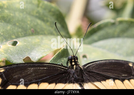 Giant Swallowtail Butterfly Papilio - cresphotes - Mai 2017 Los Angeles, California USA Banque D'Images