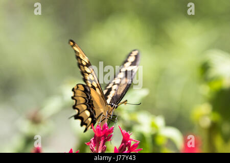 Giant Swallowtail Butterfly Papilio - cresphotes - Mai 2017 Los Angeles, California USA Banque D'Images