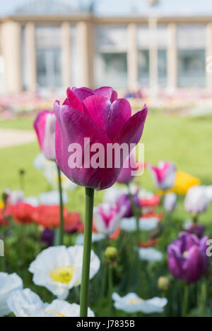 Belle fleur dans un jardin à Rennes, France, Bretagne Banque D'Images