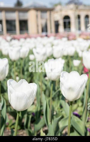 Belles fleurs dans un jardin à Rennes, France, Bretagne Banque D'Images