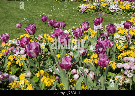 Belles fleurs dans un jardin à Rennes, France, Bretagne Banque D'Images