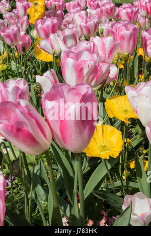 Belles fleurs dans un jardin à Rennes, France, Bretagne Banque D'Images