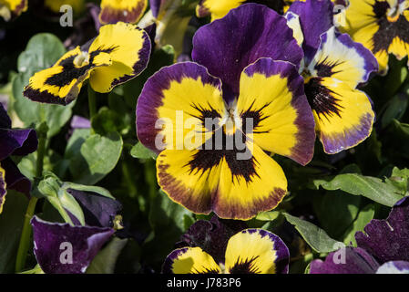 Belles fleurs dans un jardin à Rennes, France, Bretagne Banque D'Images