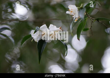 Camellia cuspidata Banque D'Images