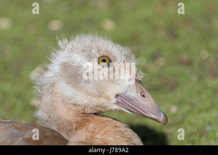 Gosling Ouette d'Epping Forest Banque D'Images