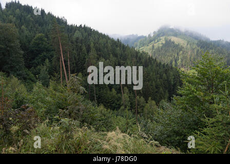 Les forêts mixtes de montagne typique en Steiermark, Autriche. Banque D'Images