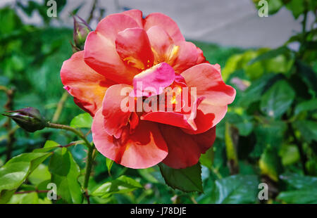 Belle fleur rose rose hybride de thé , qui fleurit dans le jardin . Gros plan photographié sur un fond de feuilles vertes. Banque D'Images