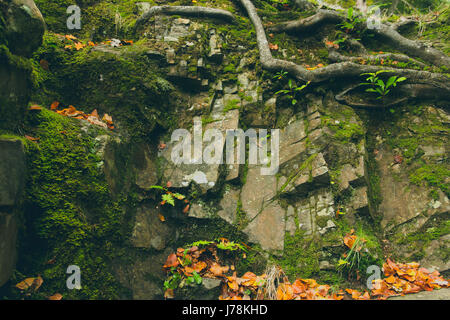 La souche d'un arbre qui a été coupé vers le bas avec le tronc principal situé à côté il couverts de lichens et de champignons dans la mousse au milieu de la forêt. Banque D'Images