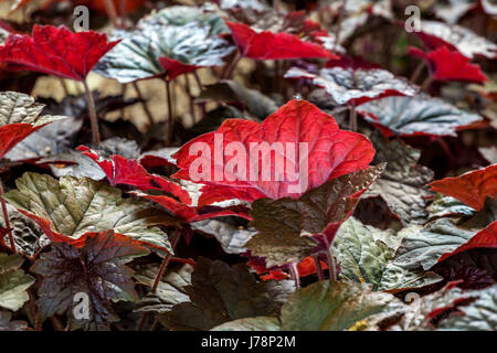 Corail Bells Heuchera 'Palace Purple' feuilles agneau de jardin formant Heuchera micrantha 'Palace Purple' plante printemps pérenne Heucheras feuillage Hardy Banque D'Images