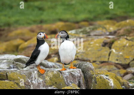 Close up of macareux moine, Fratercula arctica, sur la barre rocheuse, Inner Farne, Iles Farne, Northumberland, England, UK Banque D'Images