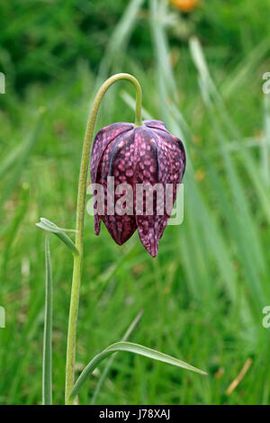 Tête de serpents fritillary, Fritillaria meleagris Banque D'Images