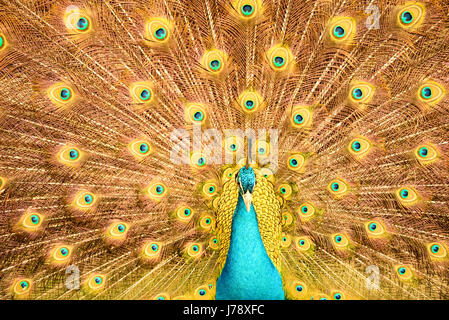 Ce peacock était d'essayer d'impressionner les femmes en faisant le paon dansant. Banque D'Images