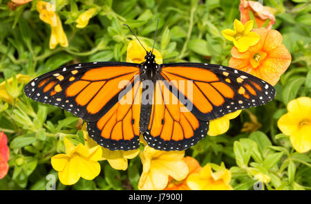 Vue de dessus d'un mâle papillon monarque sur Calibrachoa jaune vif Banque D'Images