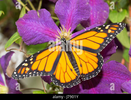 Papillon monarque mâle reposant sur une fleur de Clématite violet foncé. Banque D'Images