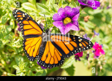 Vue dorsale d'un homme papillon monarque sur les fleurs violettes Banque D'Images