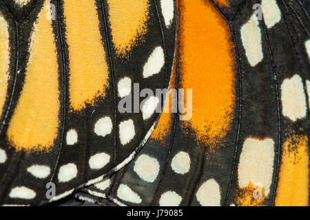 Close up of Monarch Butterfly Wings sur le dessous Banque D'Images