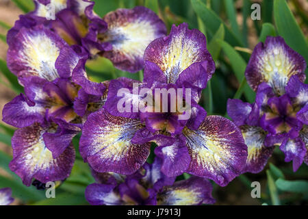 Standard Dwarf Bearded Irises barbata nana Irises 'transcribe', fleurs violettes Banque D'Images