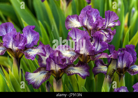 Fleurs violettes Standard Swarf Bearded Irises barbata nana Iris 'transcrit' Banque D'Images