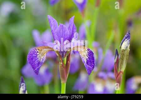 Iris sibirica 'Tropic Night' des fleurs au printemps. Banque D'Images