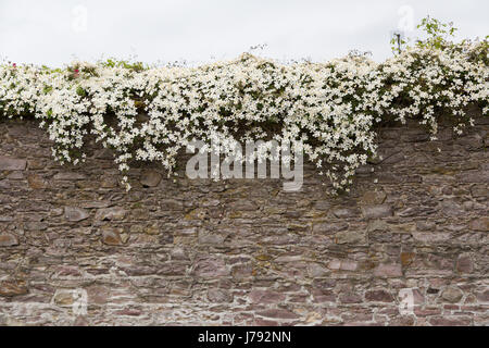 Mur en pierre ancienne également mangeuses de fleurs en Irlande au printemps Banque D'Images