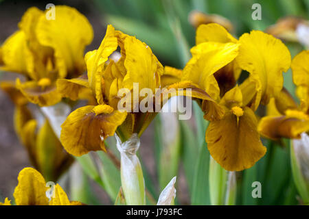 Standard nain fleurs d'iris barbotées Iris 'Bronze Babe'', fleur d'iris jaune Banque D'Images