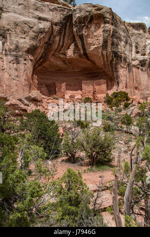 Alcôve ensoleillée, ruines Anasazi, Sand Canyon Trail, Canyons of the Ancients National Monument au nord-ouest de Cortez, Colorado. Banque D'Images