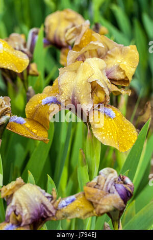 Iris barbu nain standard barbata nana Iris 'Gingerbread Man'' Banque D'Images