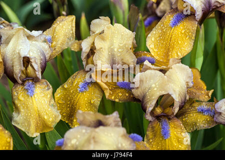 Iris barbata nana Iris 'Gingerbread Man'', fleur d'iris jaune nain standard Iris barbu gouttes sur les drapeaux Banque D'Images