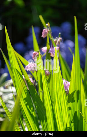 Crocosmia quitte le soleil en contre-jour Banque D'Images