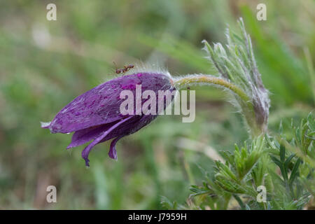 Close-up of pasqueflower avec gouttes de pluie et une fourmi dans l'Oxfordshire, UK Banque D'Images