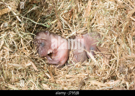 Close-up of baby (nouveau-né), campagnols, également connu sous le nom de short-tailed campagnols (Microtus agrestis) sans poils dans leur nid à Surrey, UK Banque D'Images