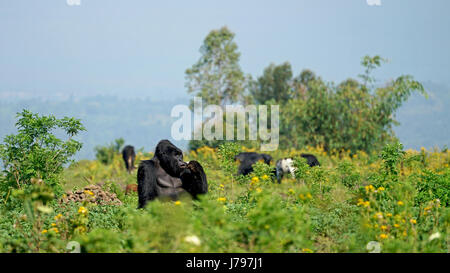 La famille de gorilles de montagne dans le Parc National des Virunga, en République démocratique du Congo - Janvier 2017 Banque D'Images