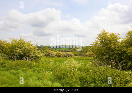 Haie d'aubépine en fleurs au printemps avec ses collines dans le Yorkshire Wolds sous un ciel nuageux bleu Banque D'Images