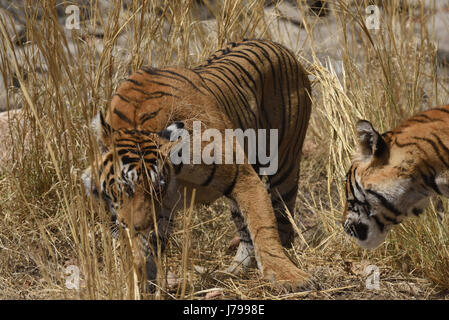 Deux bngal femelle tigre Ranthambore lutte , Rajasthan, Inde. Banque D'Images