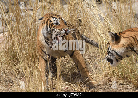 Deux bngal femelle tigre Ranthambore lutte , Rajasthan, Inde. Banque D'Images