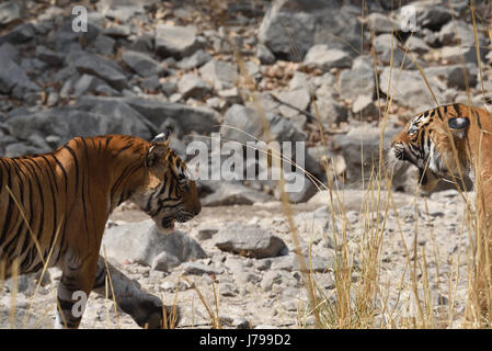 Deux bngal femelle tigre Ranthambore lutte , Rajasthan, Inde. Banque D'Images