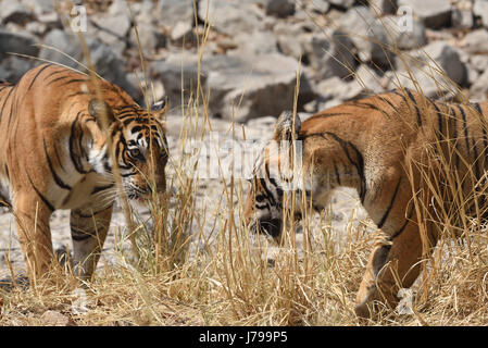 Deux bngal femelle tigre Ranthambore lutte , Rajasthan, Inde. Banque D'Images