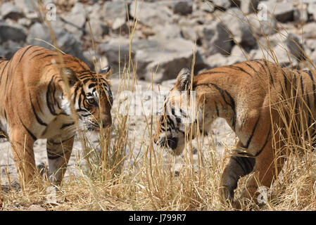 Deux bngal femelle tigre Ranthambore lutte , Rajasthan, Inde. Banque D'Images