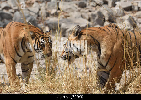 Deux bngal femelle tigre Ranthambore lutte , Rajasthan, Inde. Banque D'Images