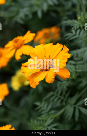 African American ou tagètes ou connu sous le nom de Tagetes erecta Banque D'Images