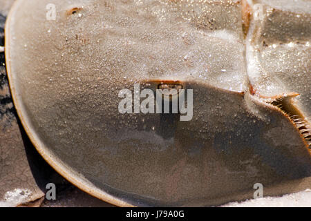 Limule limule (Limulus) Banque D'Images