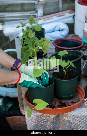 Les mains gantées d'un jardinier la plantation des semis de haricot en pots dans une serre. Banque D'Images