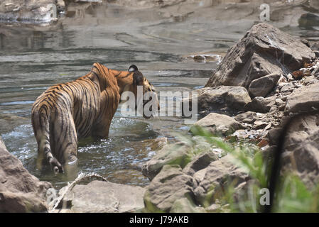 De Tigre un trou d'eau dans le parc national de Ranthambhore, Rajasthan, Inde Banque D'Images