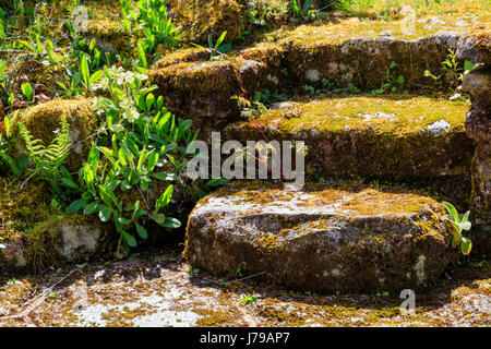 Granit couverts de mousse étapes dans un jardin Devon link deux niveaux jardin Banque D'Images