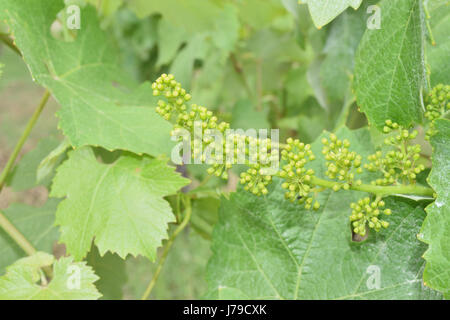 Les feuilles et les sarments avec bouquet de bourgeons Banque D'Images