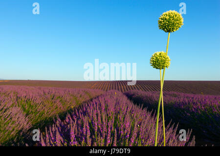 2 oignon vert fleurs en champ de lavande Banque D'Images