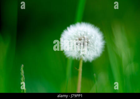 Une fleur de pissenlit puff dans un fond vert blured Banque D'Images