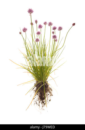 Ensemble de la ciboulette plante avec racines isolées sur fond blanc Banque D'Images