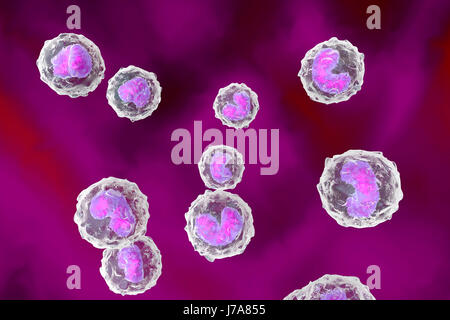 Les cellules de défense du système immunitaire des monocytes, 3D Rendering Banque D'Images