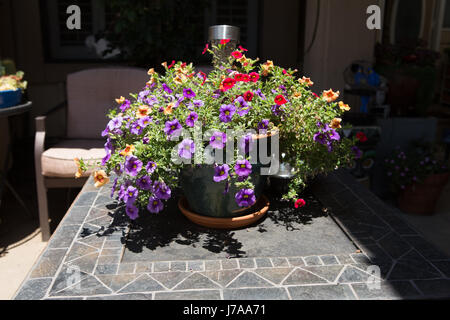 Les couleurs de l'image éblouissante de fleurs (calibrachoa) Millions de cloches dans un récipient de table Banque D'Images